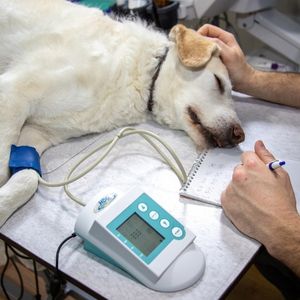dog checkup at the vet clinic
