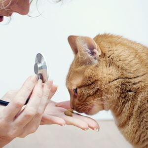 A Cat Getting Examined by Vet