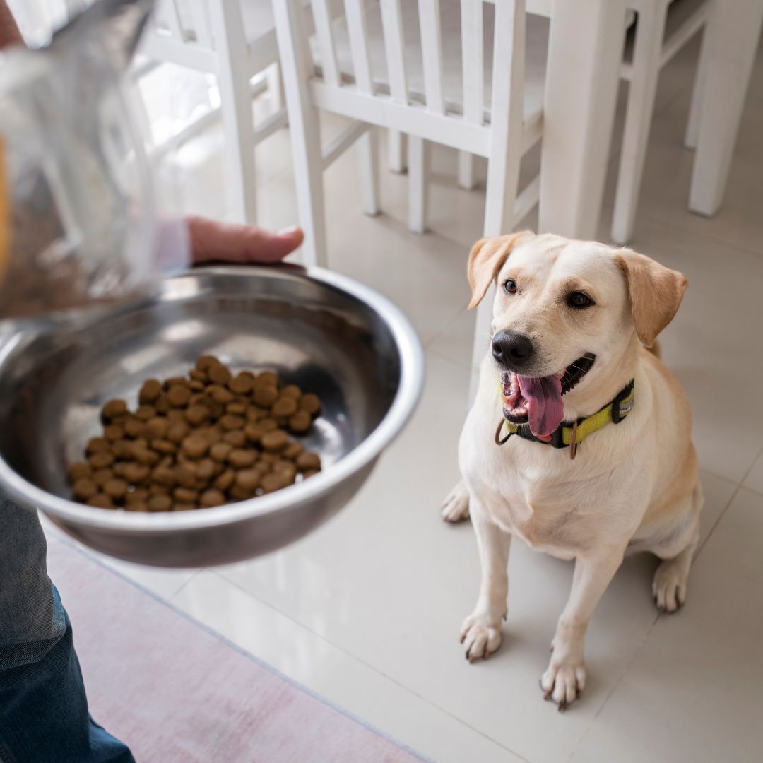owner serving food in a bowl to their pet dog