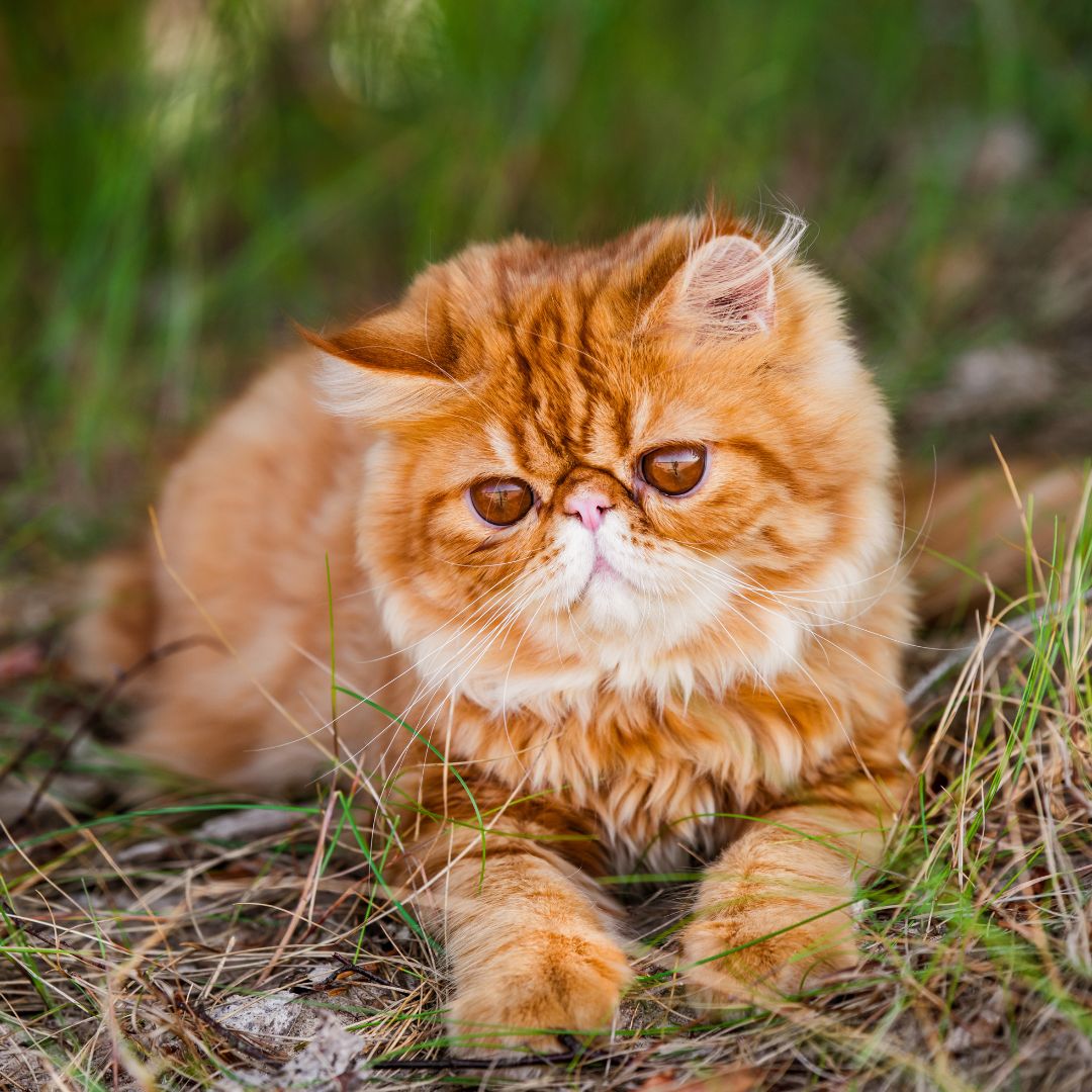 red persian cat is walking in forest grass