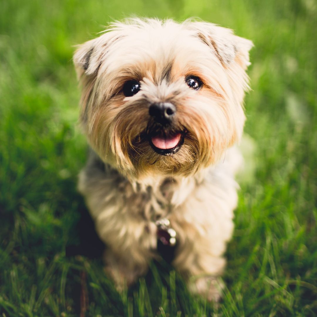 A Furry Dog in Grass