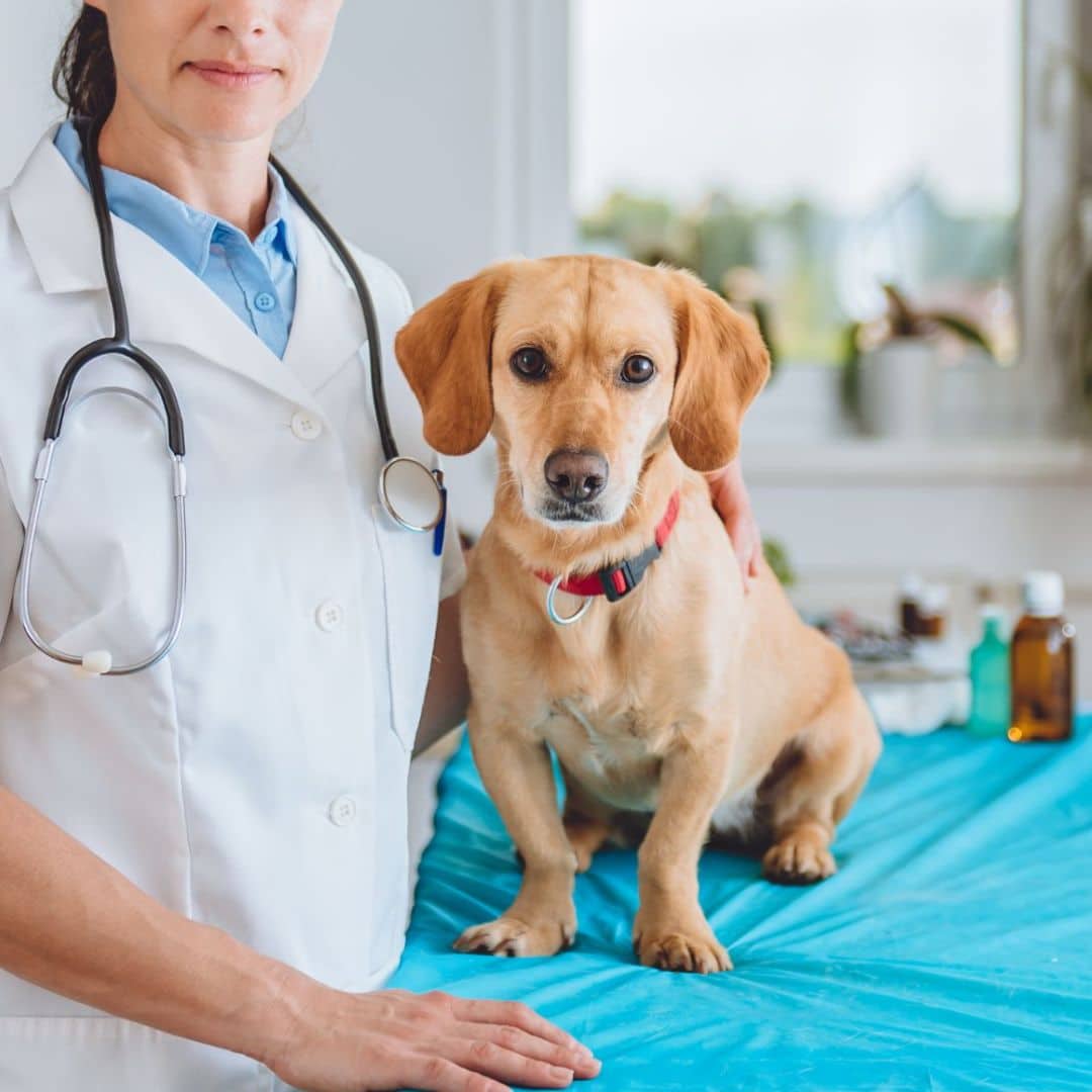 A woman carefully examines a dog