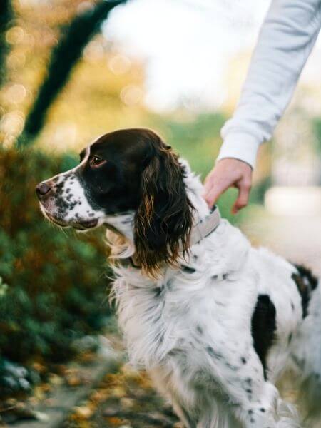 Dog Care